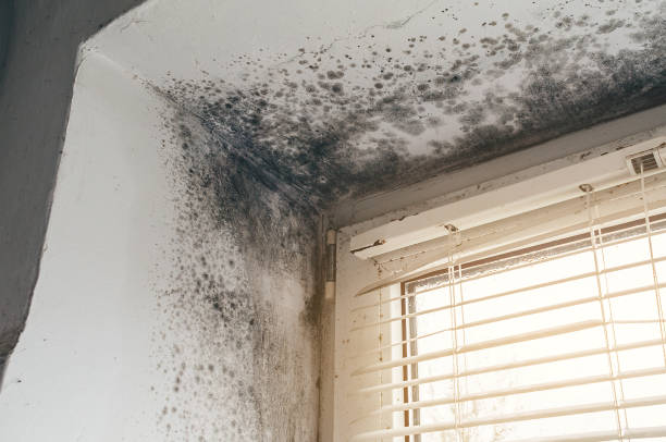 Affordable Mold Removal solutions in Everett, PA